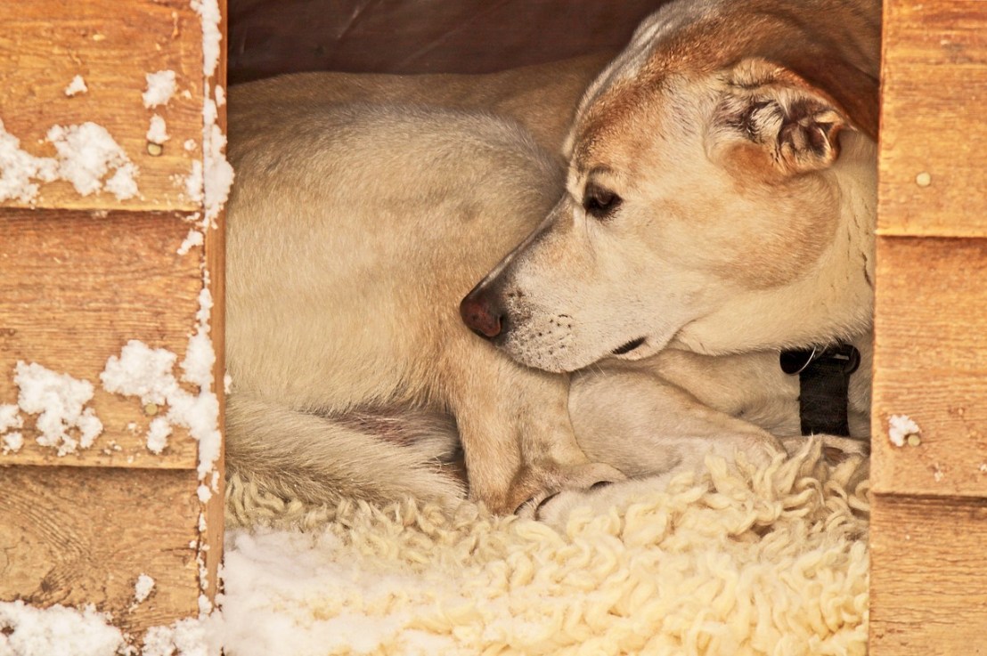 Comment fabriquer une niche pour chien&nbsp;?