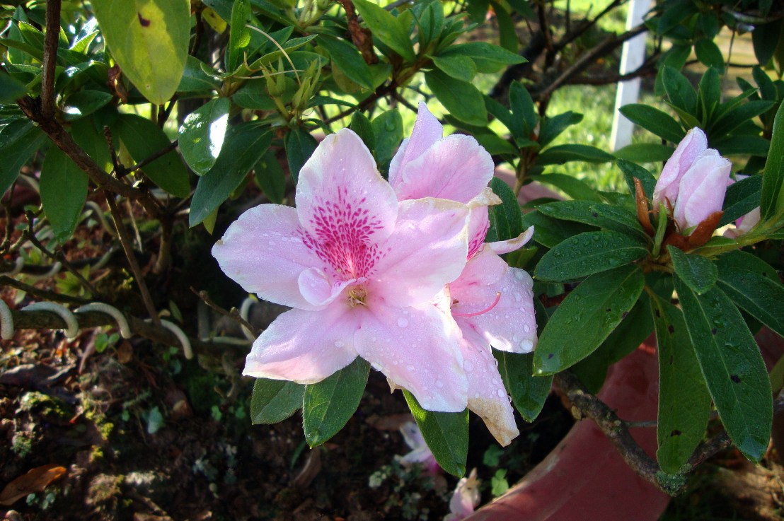 Connaissez-vous le Rhododendron Simsii&nbsp;?
