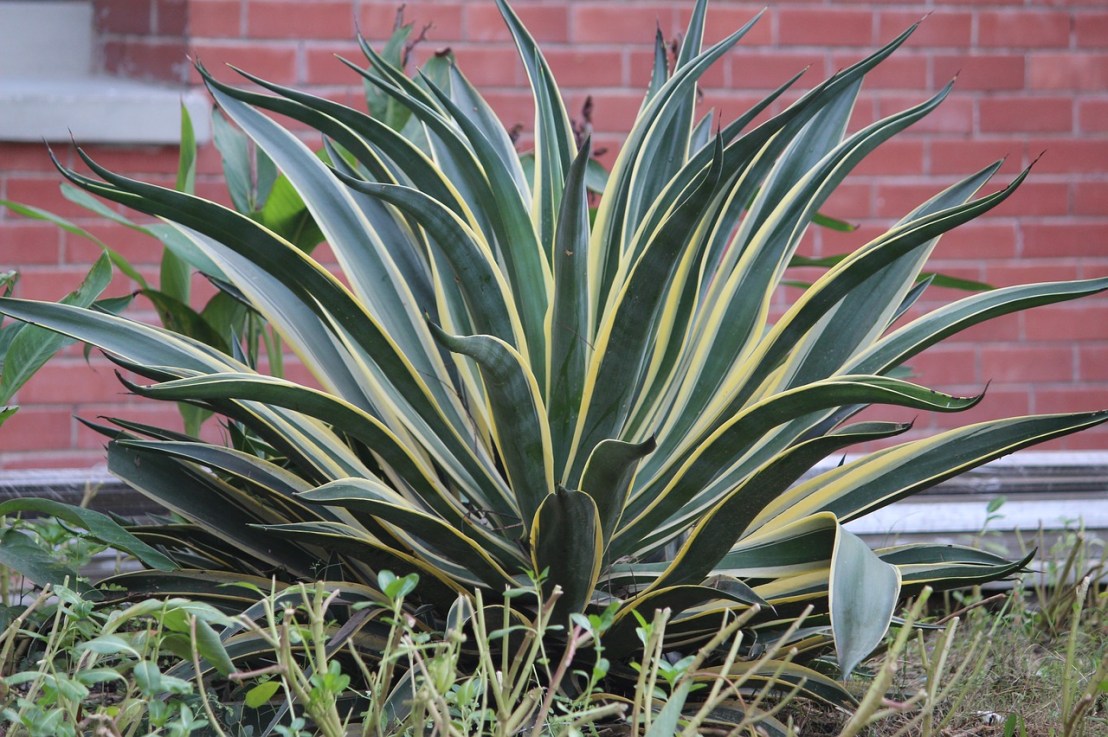 Tout savoir sur la plante&nbsp;serpent