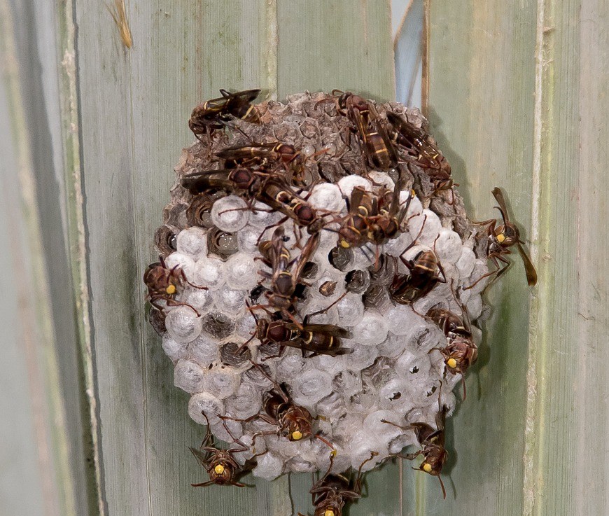 Nid de guêpes, que faire&nbsp;?
