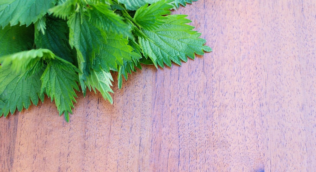 nettle-on-a-wooden-background-799938_1280(1)