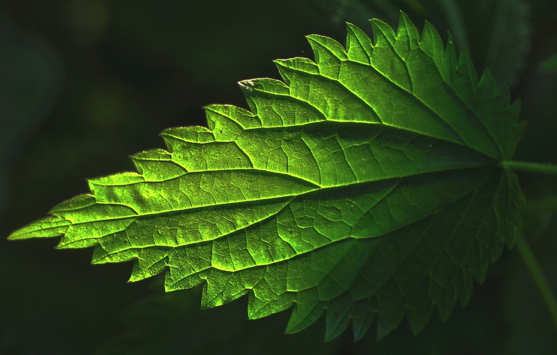plant-2830739_1280