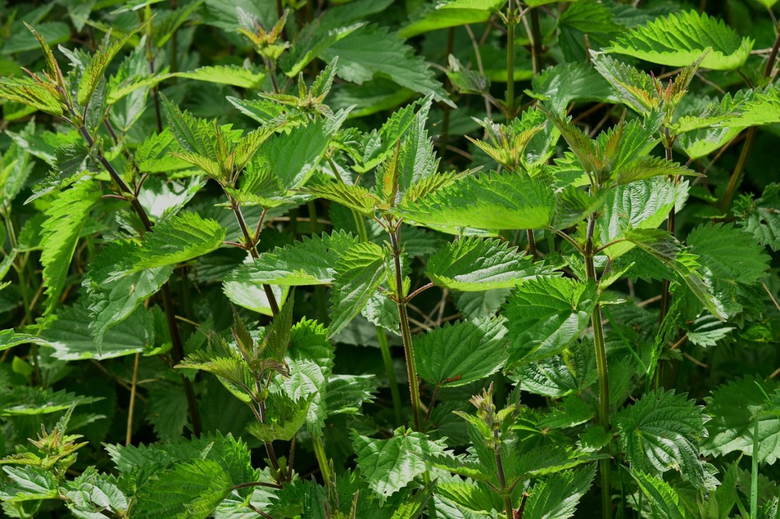 stinging-nettle-785292_1280(1)