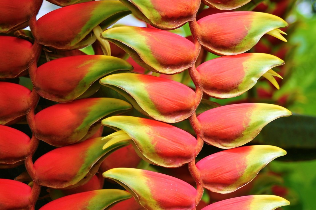 Tout savoir sur la plante&nbsp;Heliconia