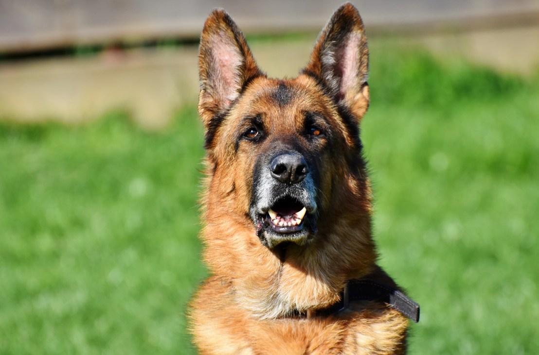 schafer-dog-3388580_1280