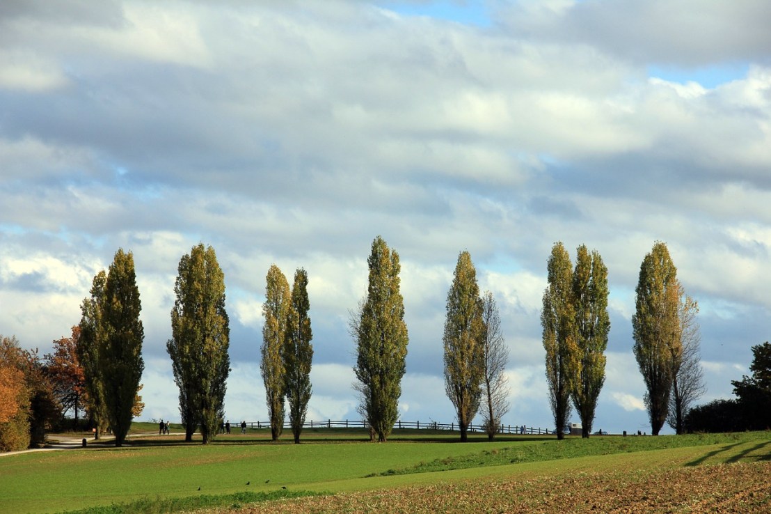avenue-204163_1280