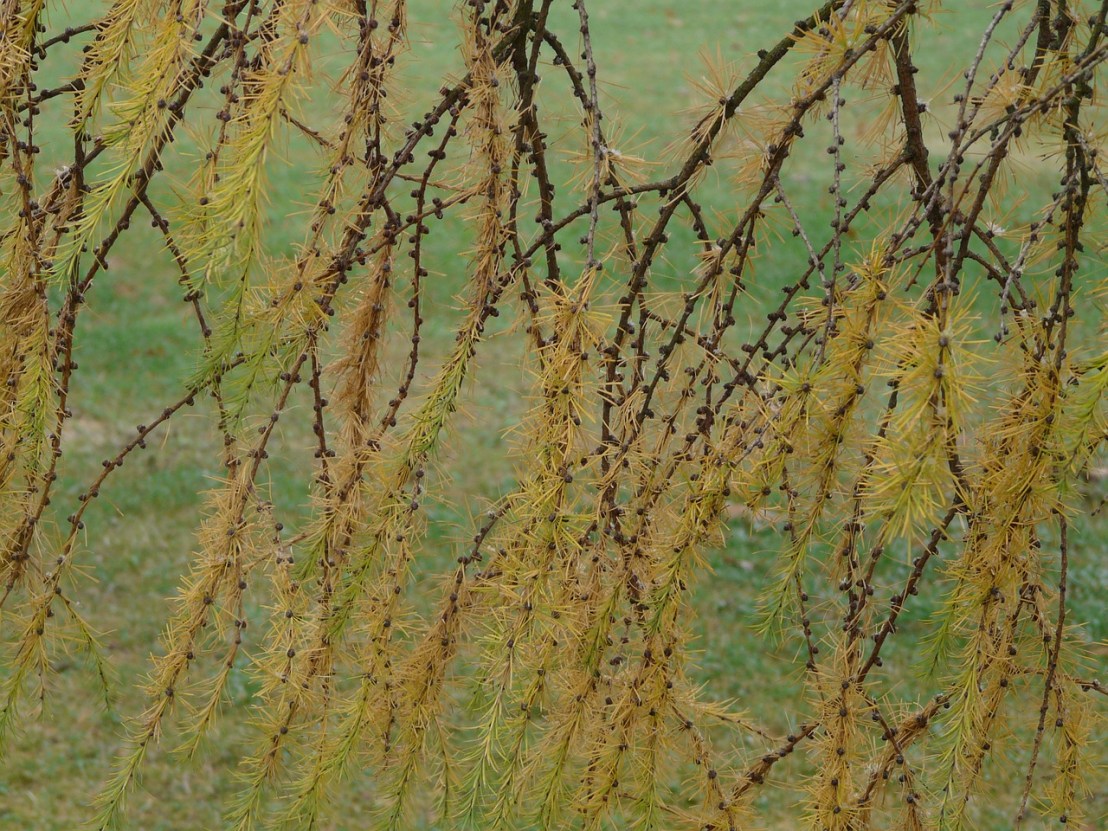 branch-80053_1280