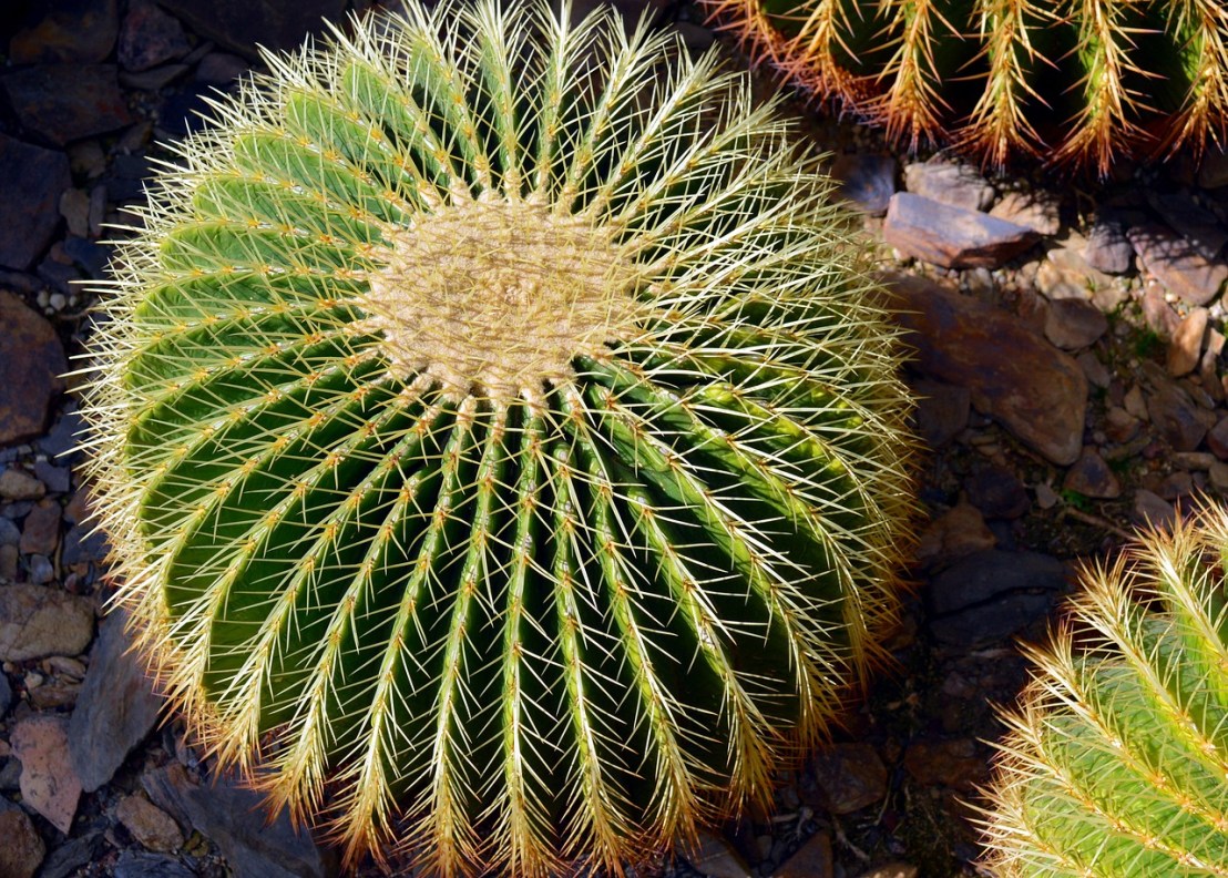 cactus-2190923_1280
