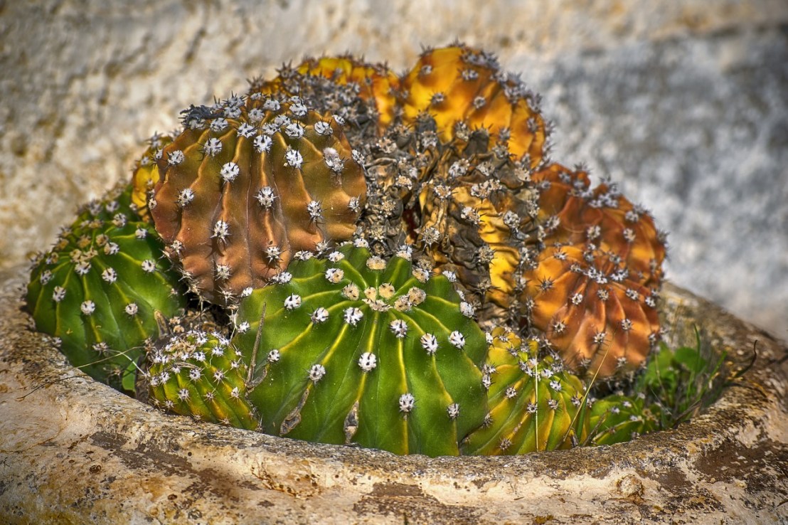 cactus-3829985_1280