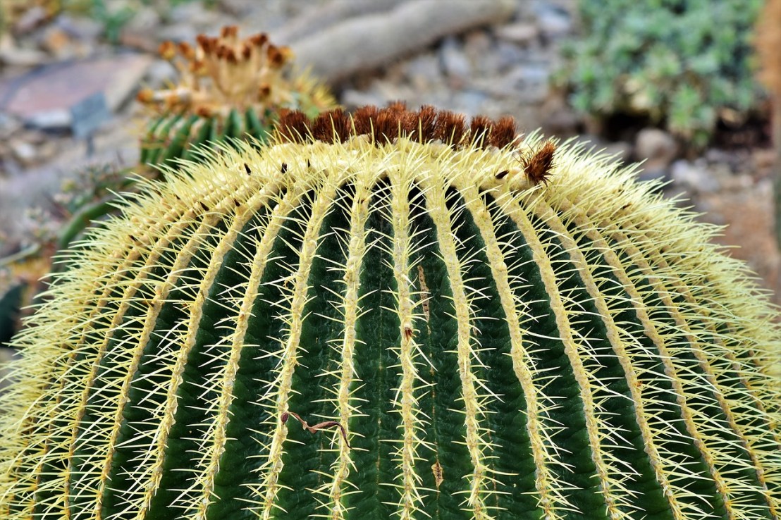 cactus-4000128_1280