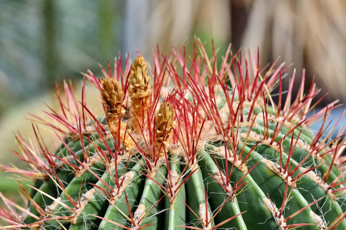 cactus-4113567_1280