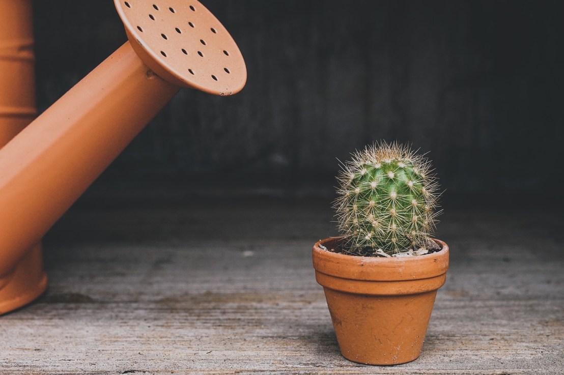 Comment arroser un cactus&nbsp;?