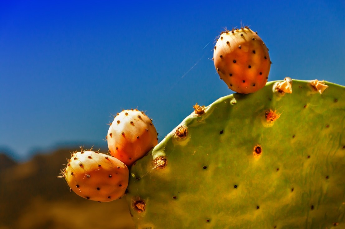 cactus-4257285_1280