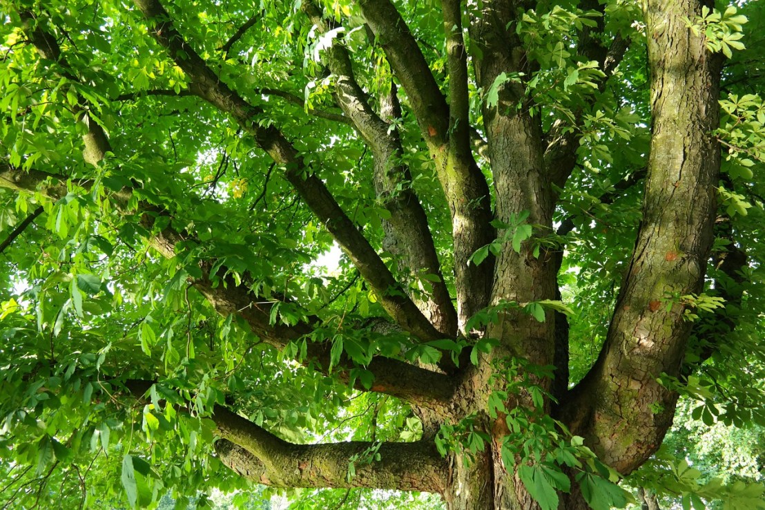 chestnut-143286_1280