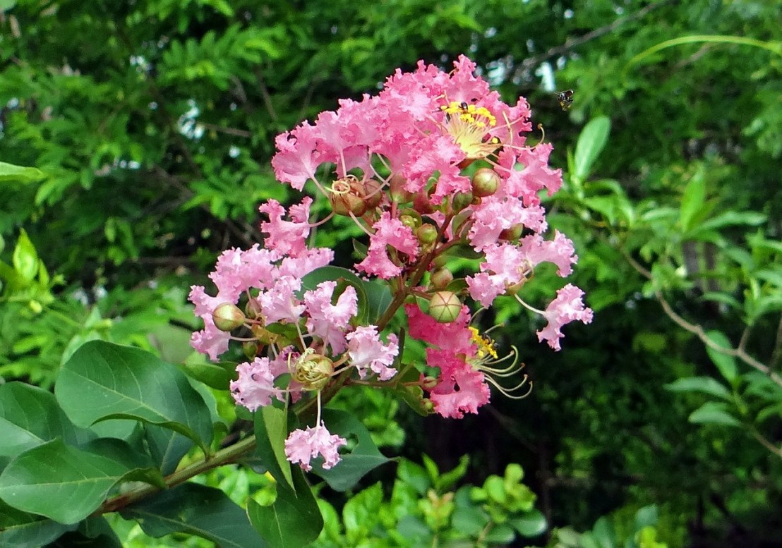 crape-myrtle-382240_1280