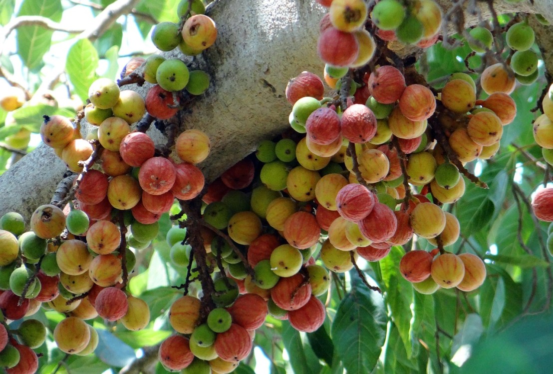 ficus-glomerata-300560_1280