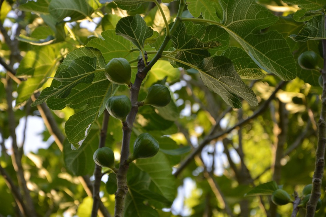 fig-tree-2484060_1280