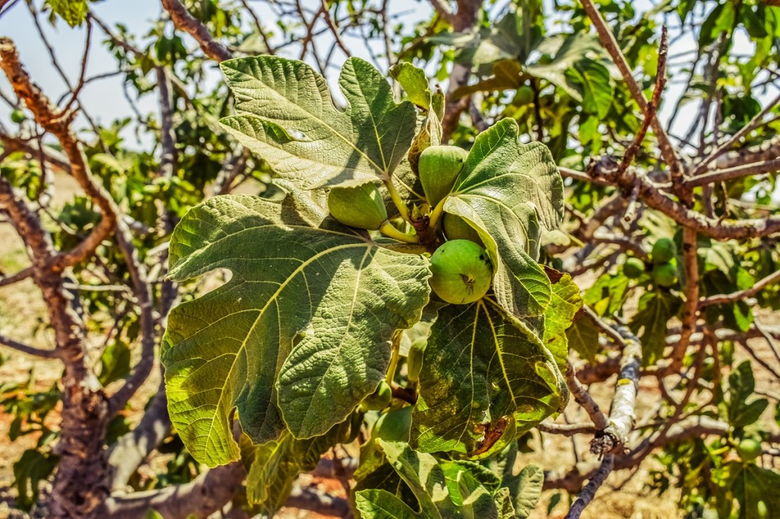 fig-tree-2509794_1280