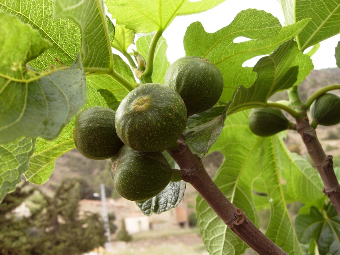 figs-2071408_1280