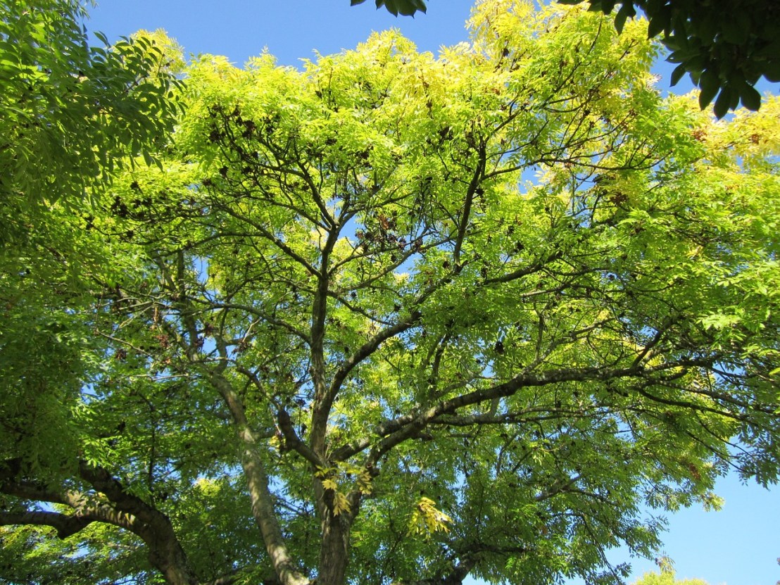fraxinus-excelsior-844544_1280