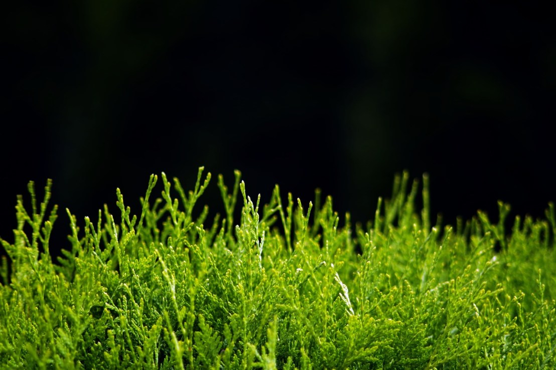 hedge-1493908_1280