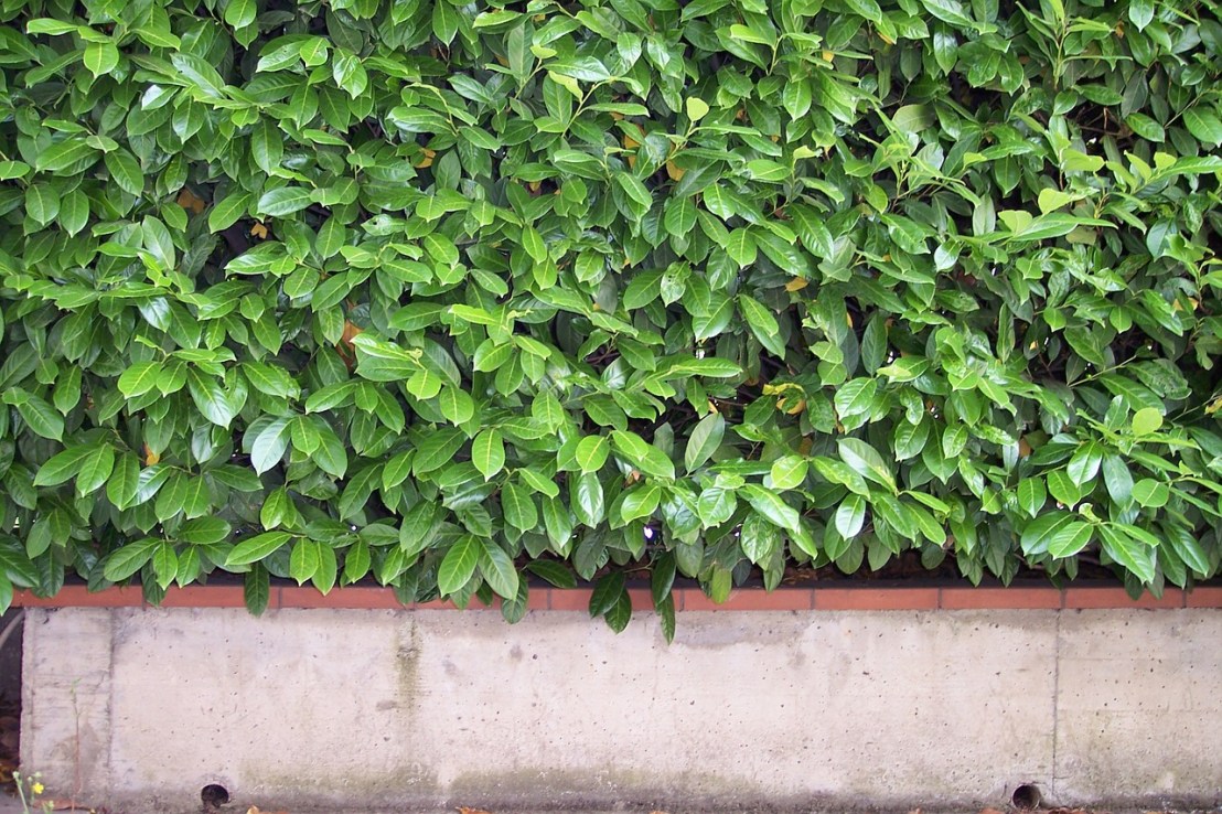 hedge-97493_1280