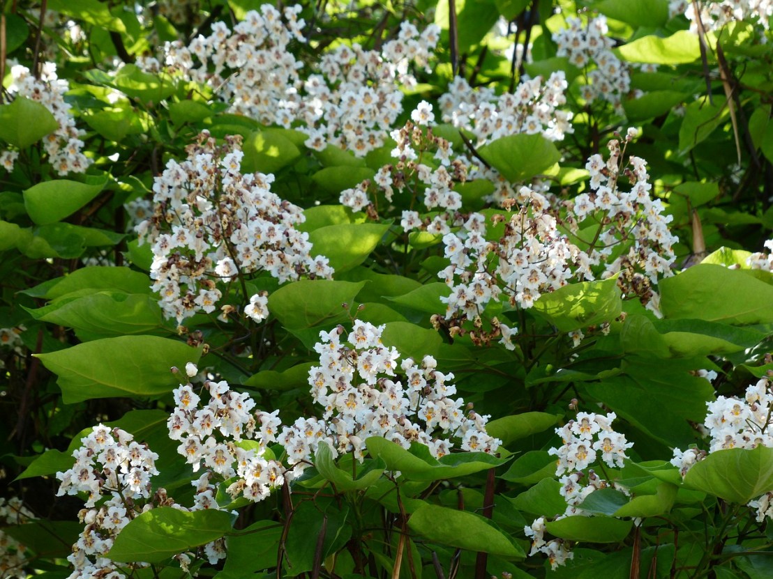 inflorescence-167834_1280