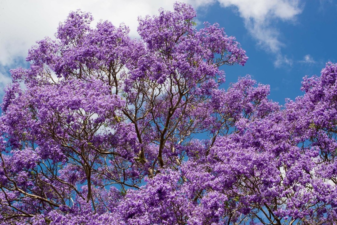 jacaranda-268926_1280