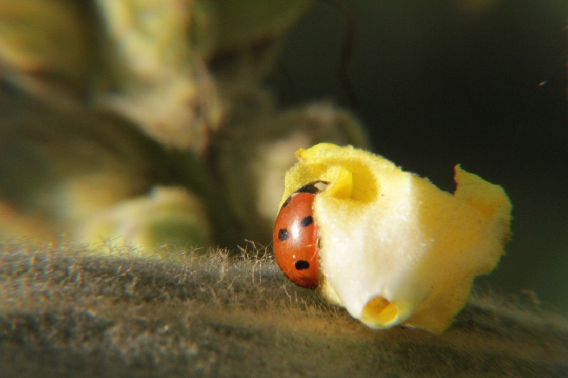 ladybug-196297_1280(3)