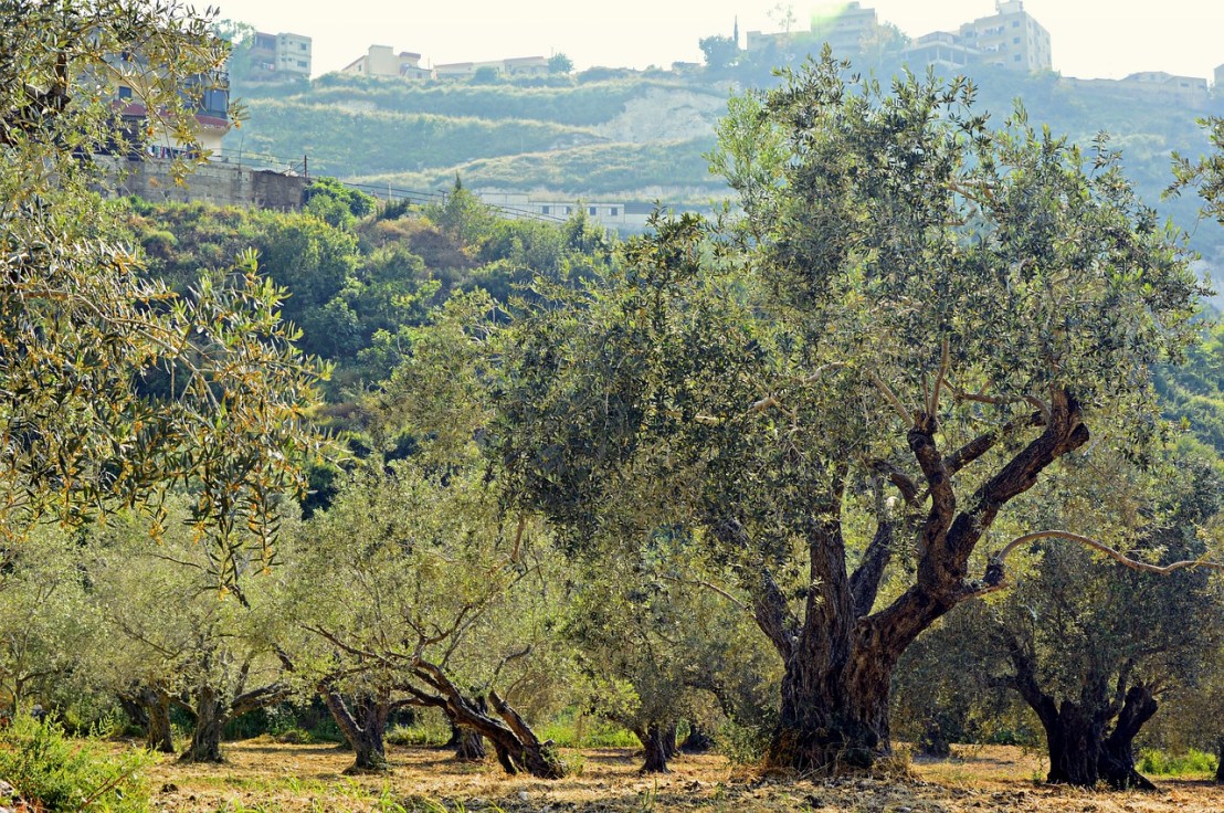 olive-trees-4253749_1280