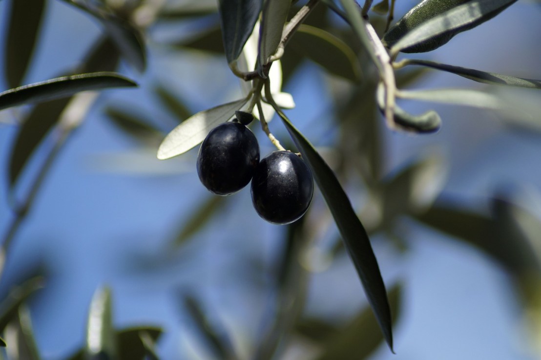 olives-4195769_1280