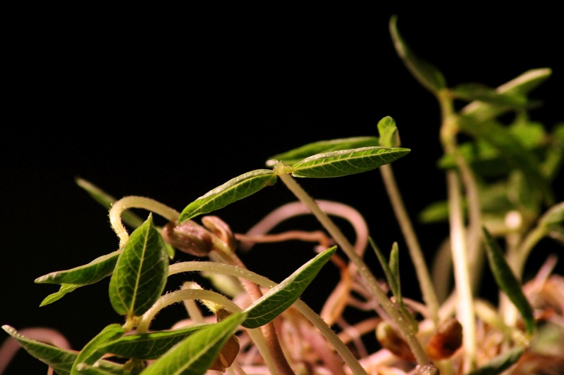 seedling-4121696_1280
