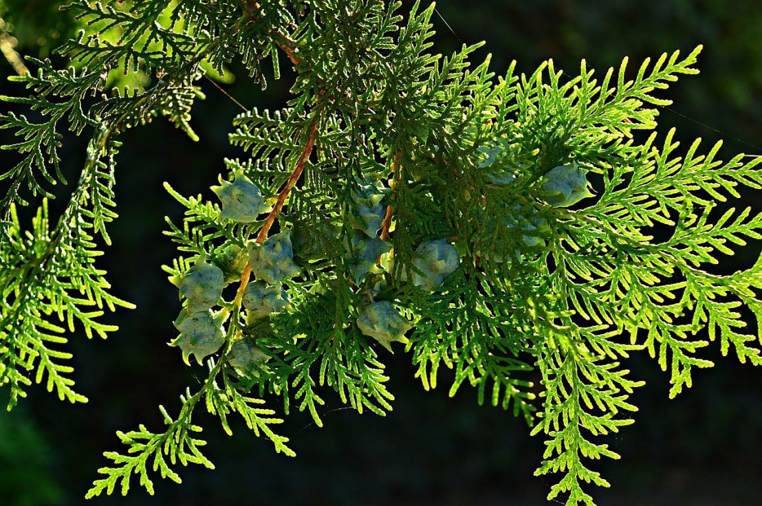 thuja-2670271_1280