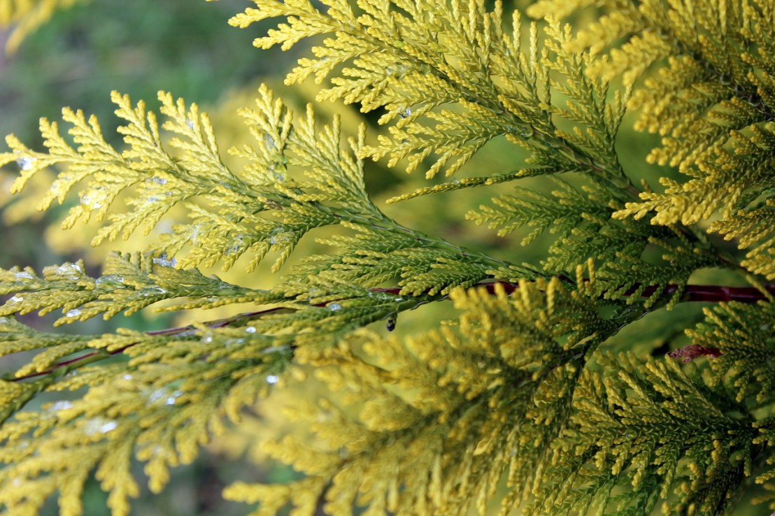thuja-3099528_1280