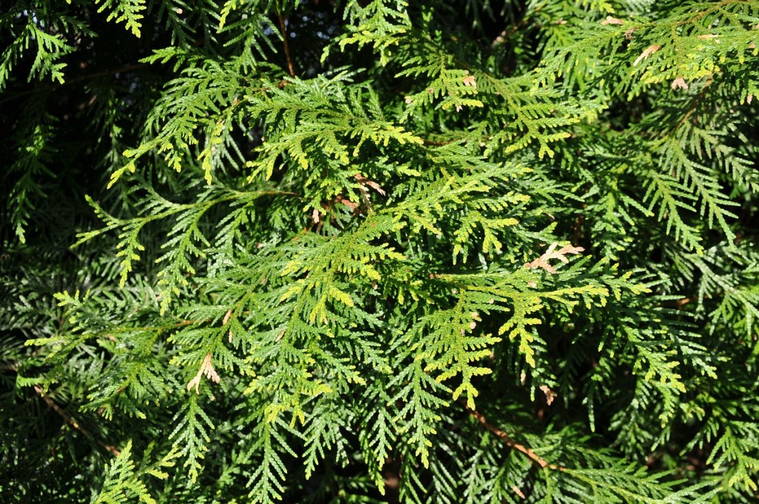 thuja-76770_1280