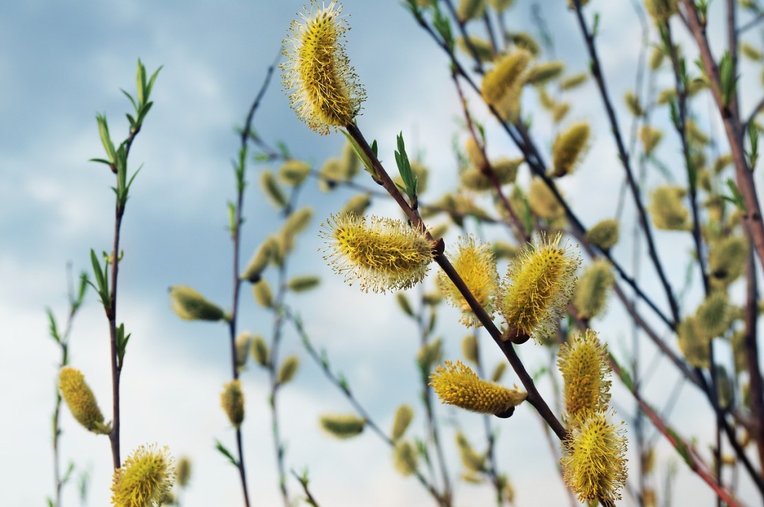 willow-2271476_1280
