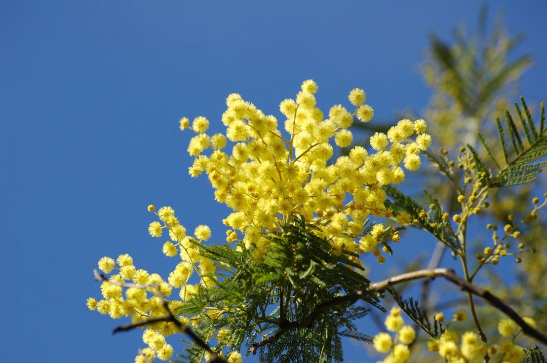 yellow-flower-661561_1280