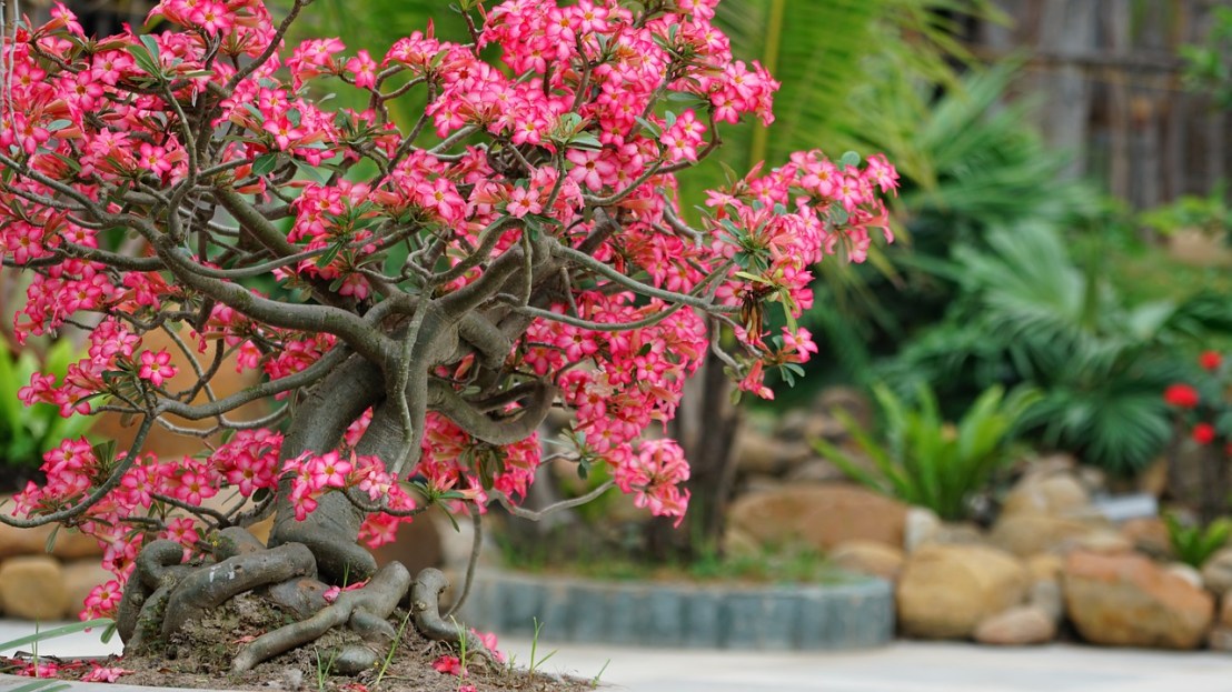 flower-3364692_1280