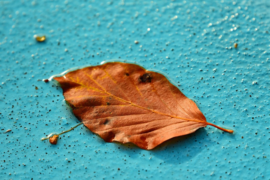 autumn-leaf-3723538_1280