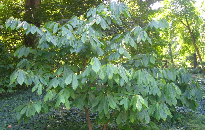 apo