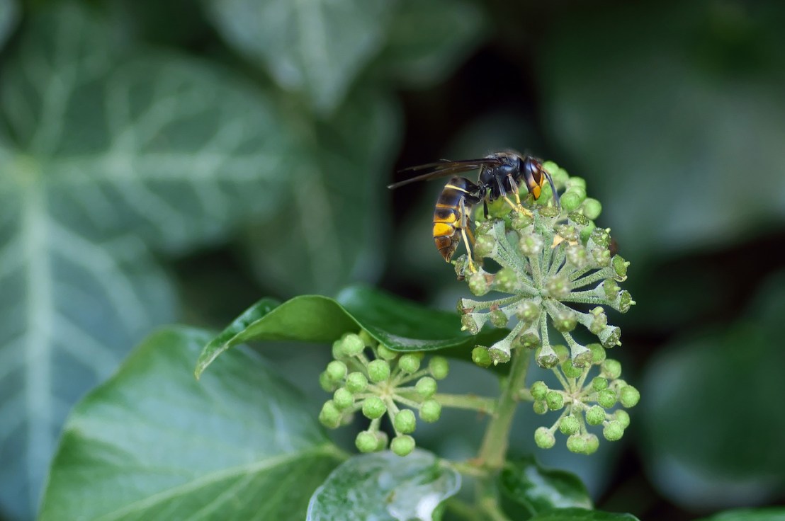 asian-hornet-1822314_1280(1)