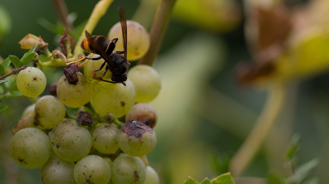 asian-hornet-3643157_1280(1)