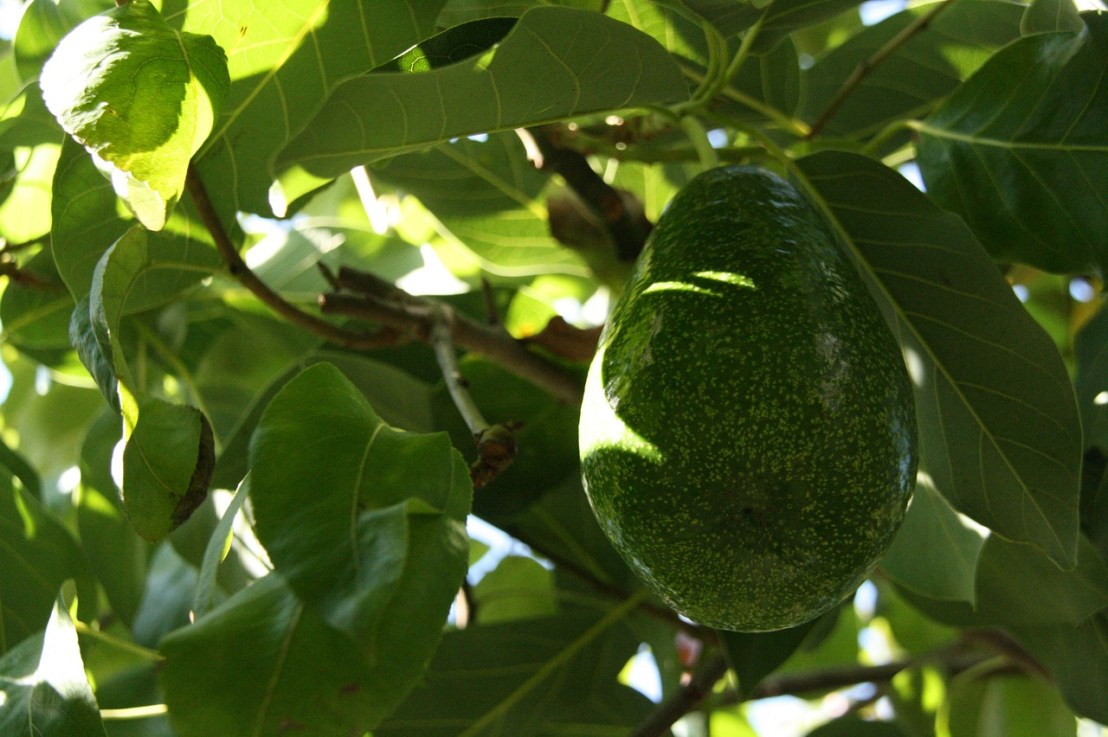 Nos conseils pour avoir un arbre à avocats&nbsp;(avocatier)
