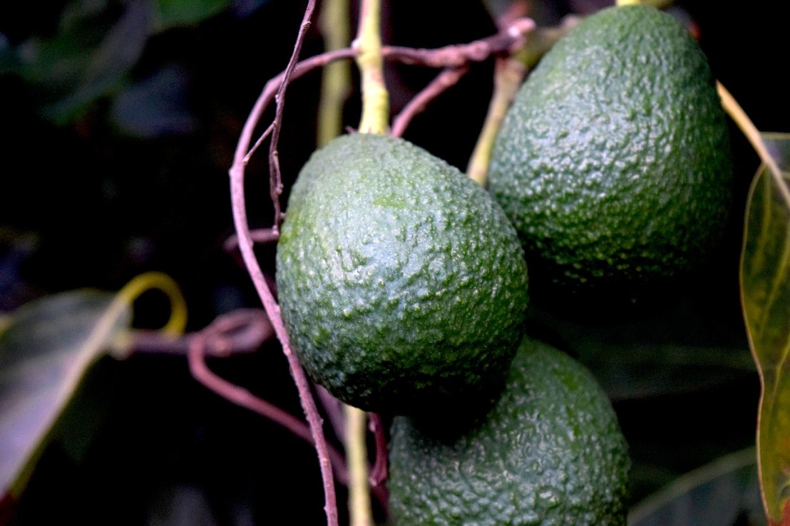 avocados-4361272_1280