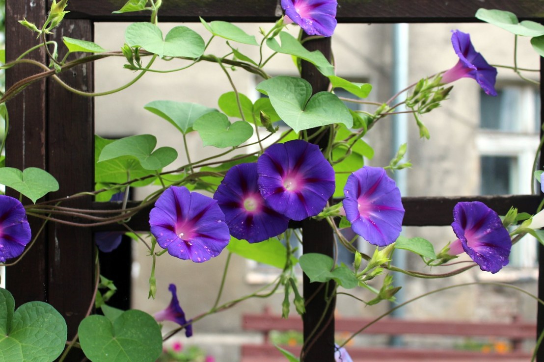 bindweed-2664925_1280(1)