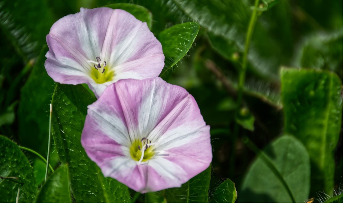 bindweed-4251030_1280