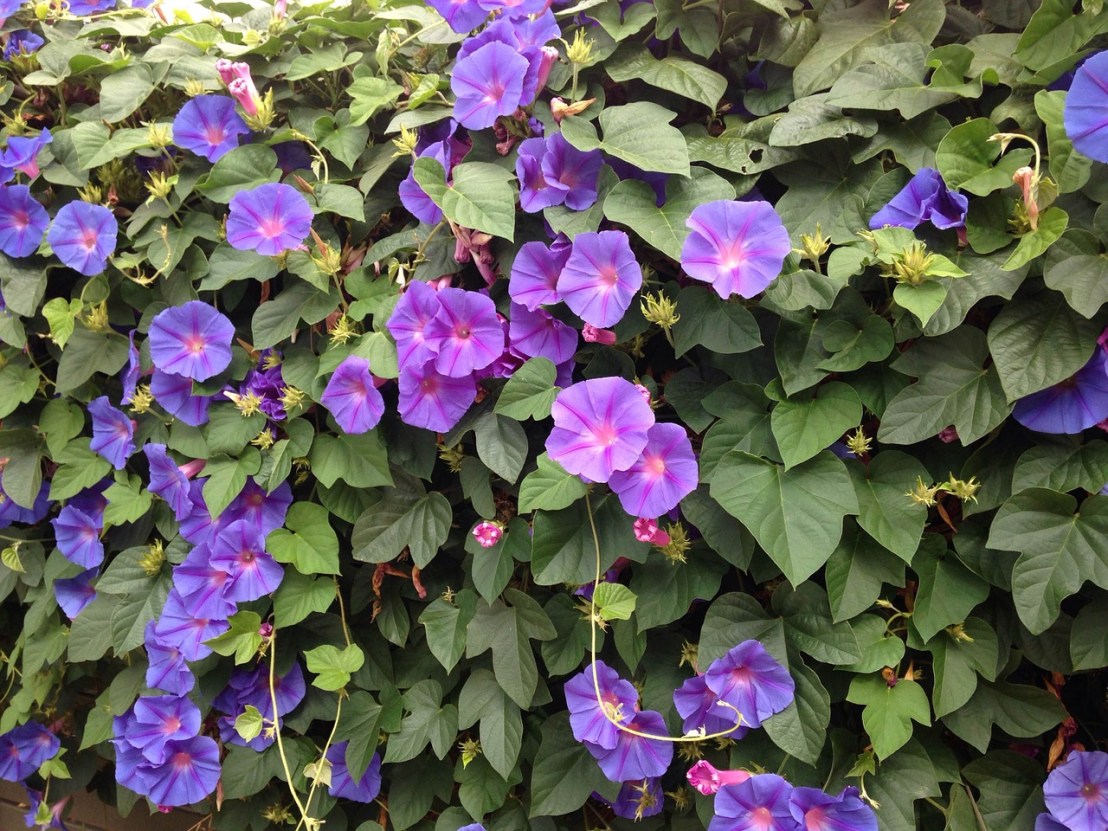 blue-flowers-946559_1280(1)