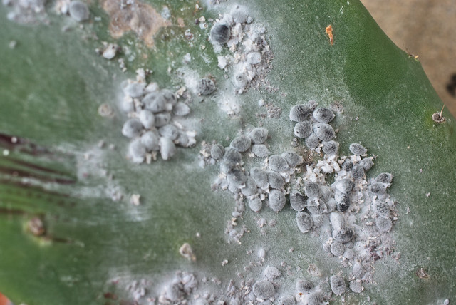 Comment utiliser le bicarbonate de soude contre les cochenilles&nbsp;?