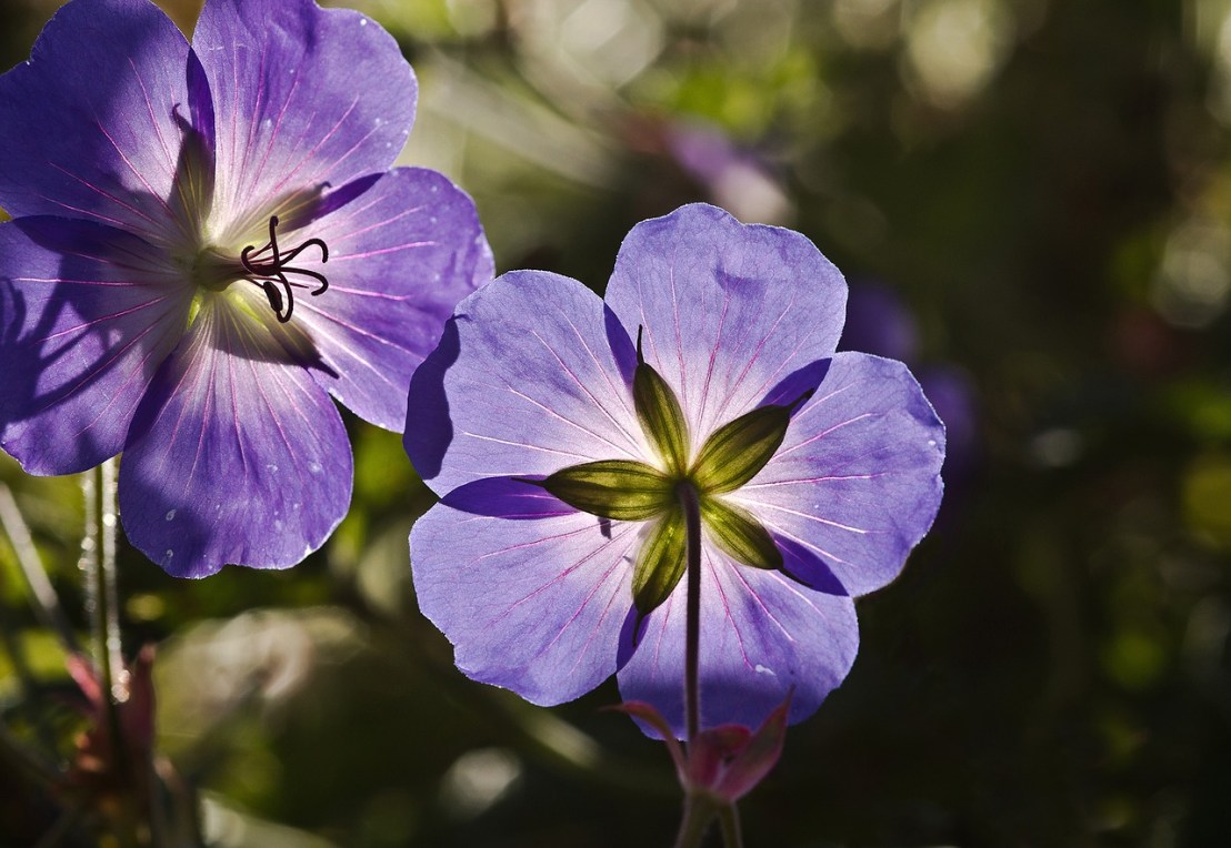 cranesbill-2235625_1280