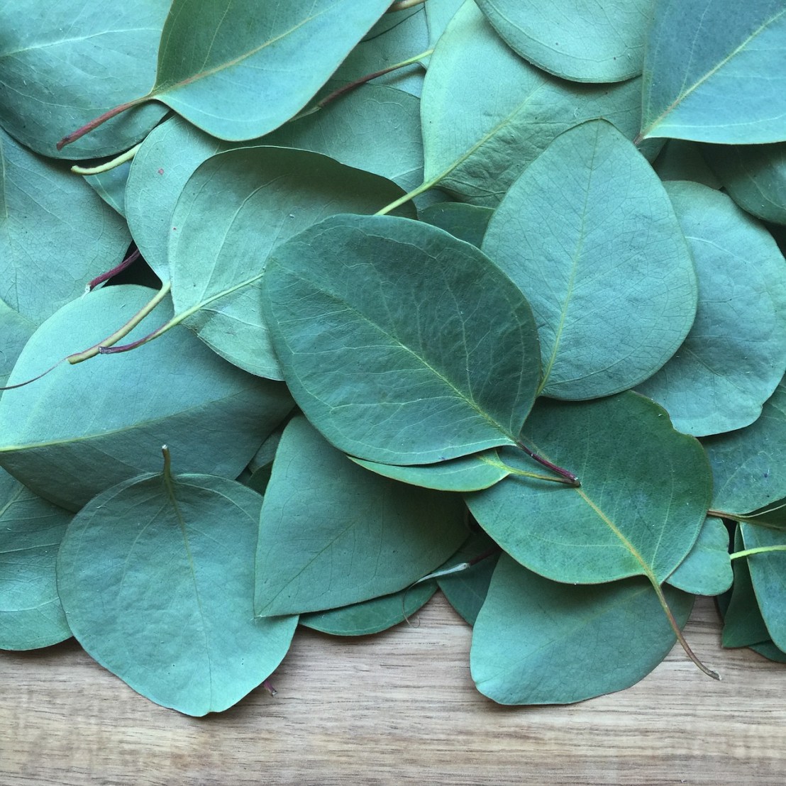 eucalyptus-2086785_1280(1)
